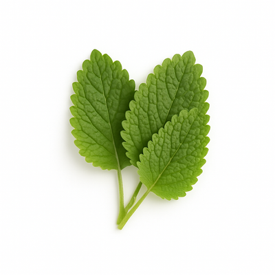 Lemon Balm Extract