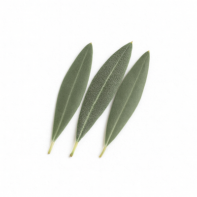 Olive Leaf Extract
